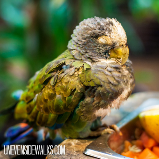 Parrot all Fluffed up